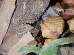 Ballarra longipalpus