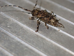 Astyleiopus variegatus