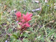 Castilleja rhexiifolia