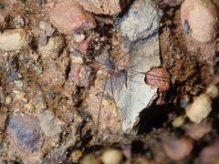 Ballarra longipalpus