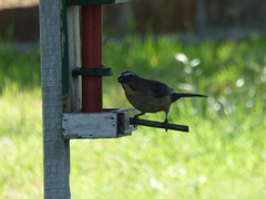 Saltator coerulescens