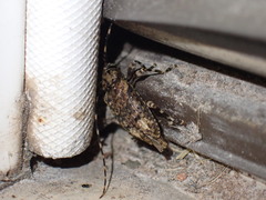 Astyleiopus variegatus