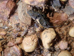 Ballarra longipalpus