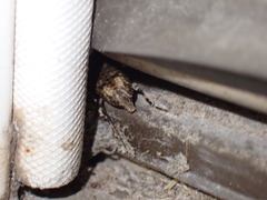 Astyleiopus variegatus