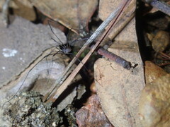 Ballarra longipalpus