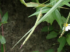 Urochloa brizantha