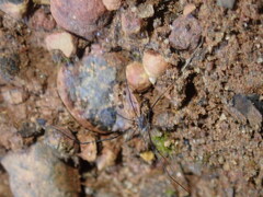 Ballarra longipalpus