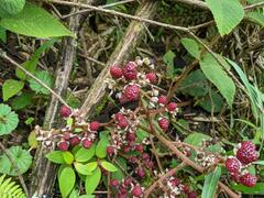 Rubus urticifolius
