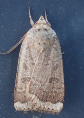 Abagrotis alternata