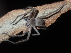 Isopedella cana