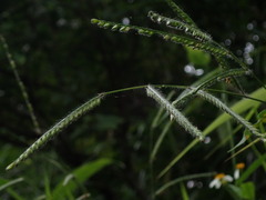 Urochloa brizantha