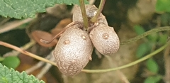 Dioscorea polystachya
