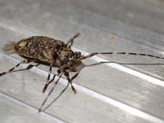 Astyleiopus variegatus