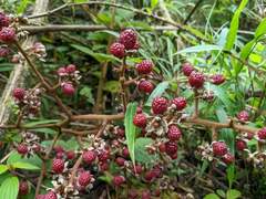 Rubus urticifolius