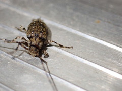 Astyleiopus variegatus