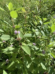 Mentha canadensis