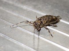 Astyleiopus variegatus