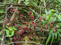 Rubus urticifolius