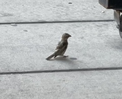 Passer domesticus