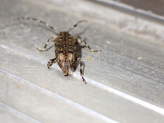 Astyleiopus variegatus