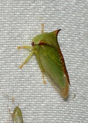 Stictocephala militaris