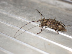 Astyleiopus variegatus