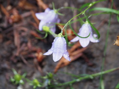 Campanula alaskana