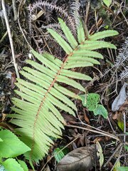 Blechnum