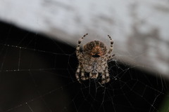 Araneus gemmoides