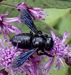 Megachile xylocopoides
