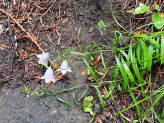 Campanula alaskana