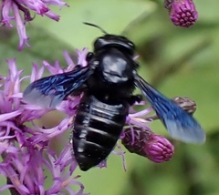 Megachile xylocopoides