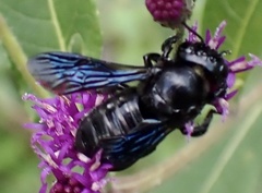 Megachile xylocopoides