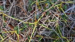 Euphorbia spinosa