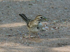 Chondestes grammacus
