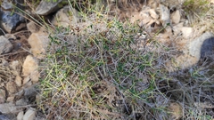 Euphorbia spinosa