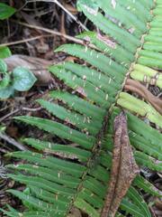 Blechnum