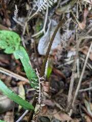 Blechnum