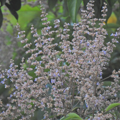 Vitex