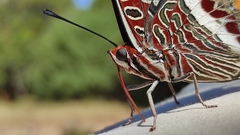 Charaxes jasius