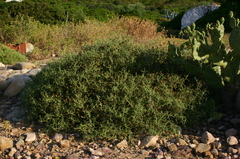 Sarcopoterium spinosum