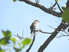 Muscicapa dauurica