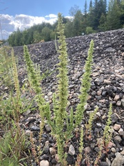 Rumex longifolius