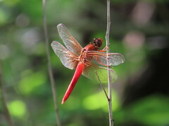 Libellula croceipennis