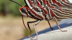 Charaxes jasius