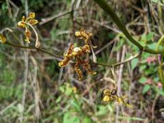 Cyrtochilum divaricatum