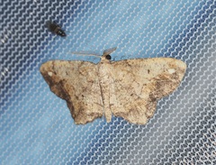 Hypagyrtis