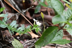Lithospermum calcicola