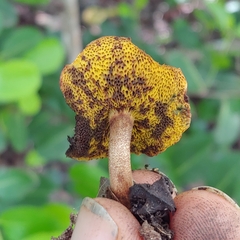 Xerocomus coccolobae