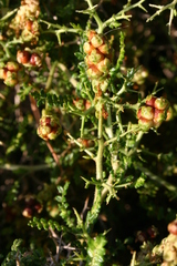 Sarcopoterium spinosum